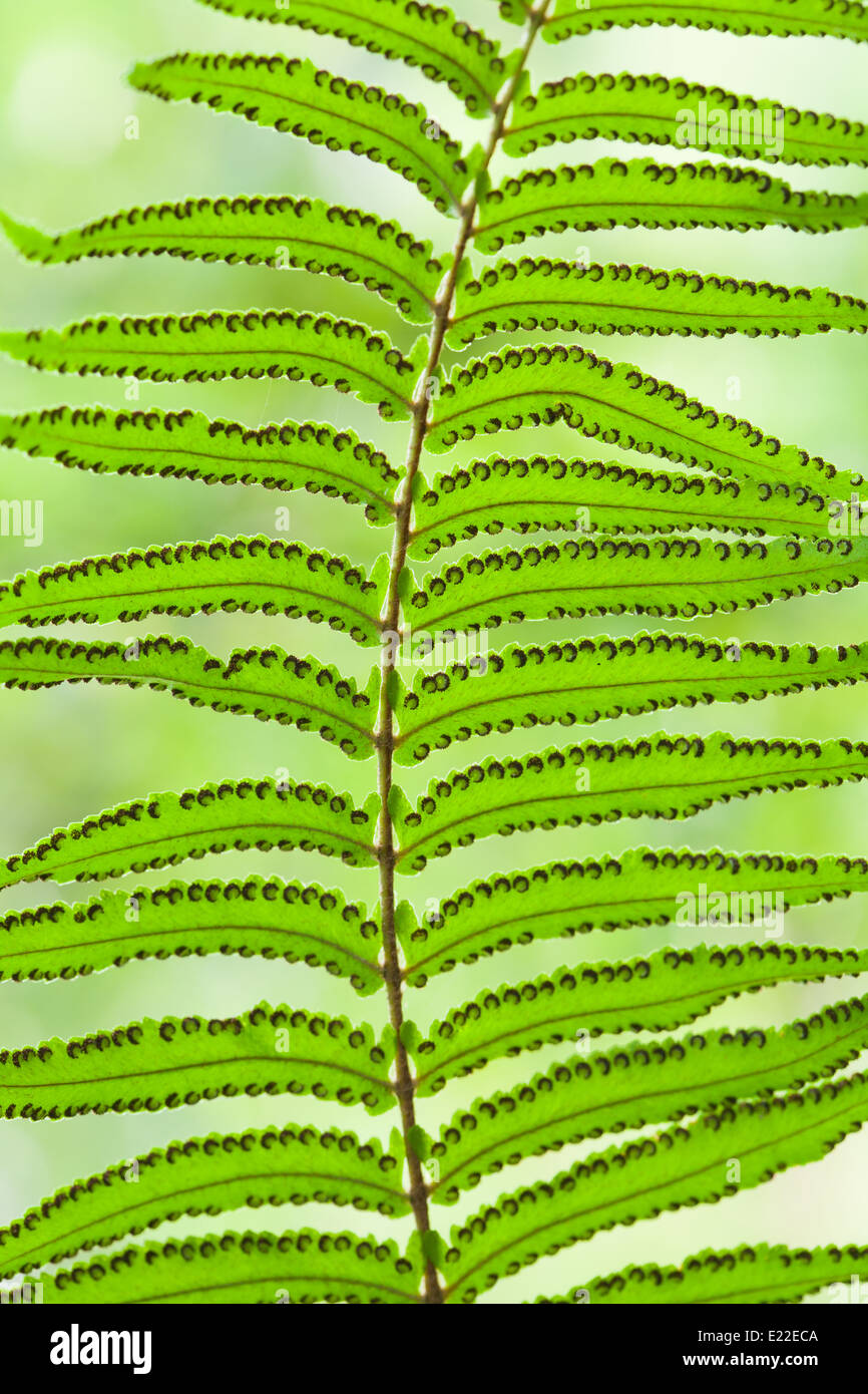 Surface of leaves Stock Photo