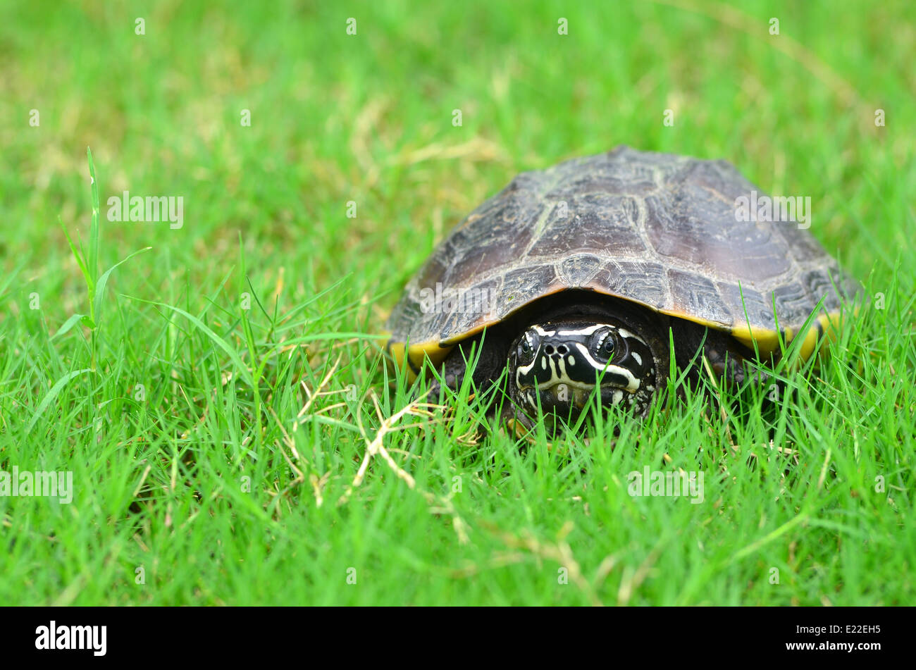 Turtle on grass Stock Photo