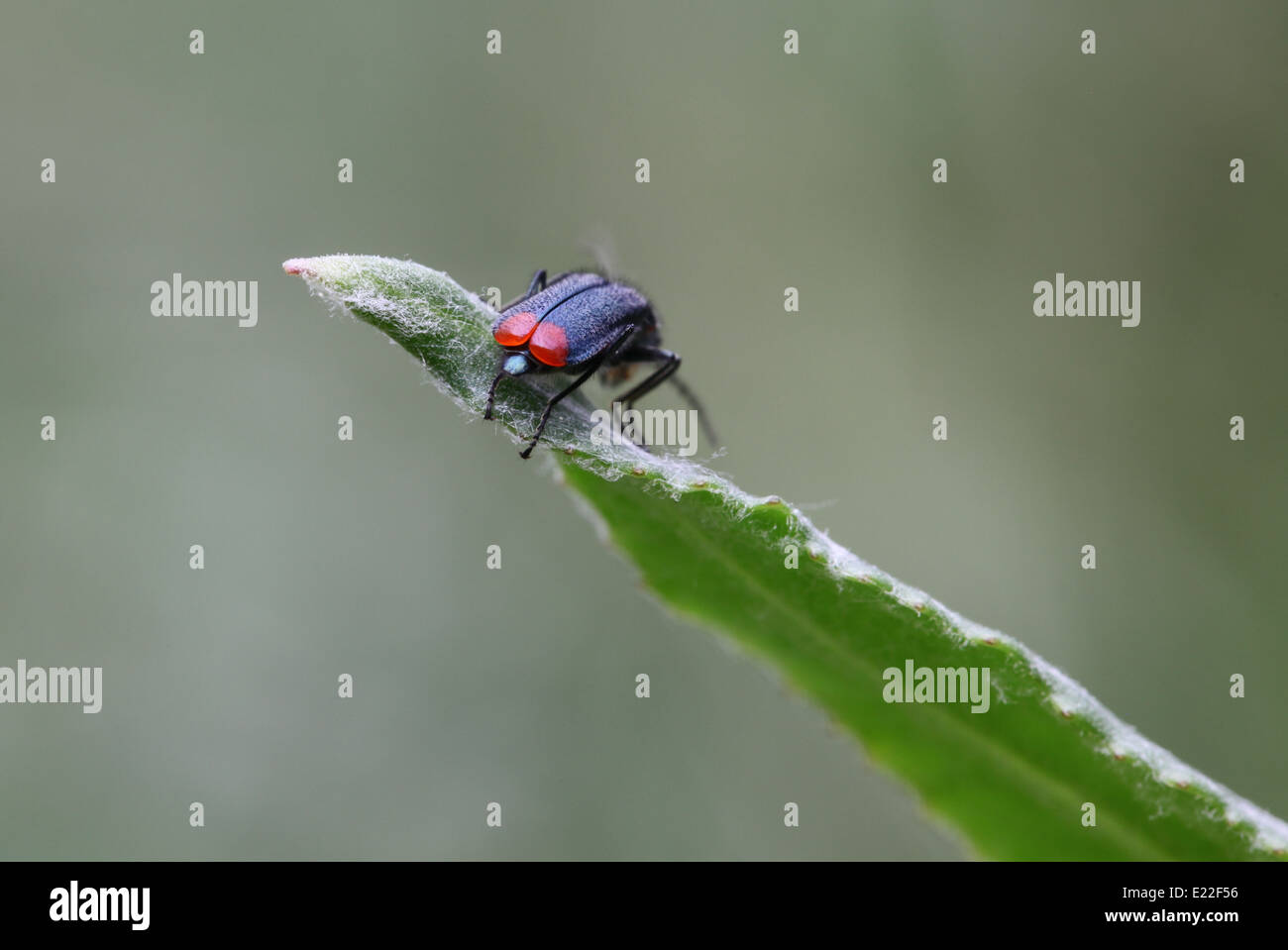 Malachite beetle (Malachius bipustulatus) Stock Photo