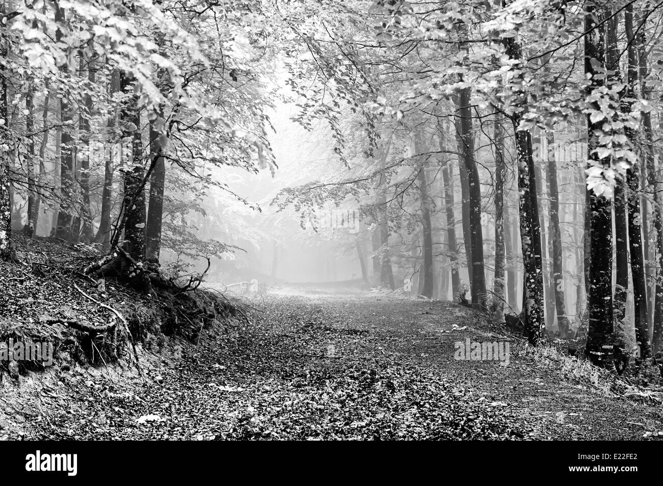 path in foggy forest on black and white Stock Photo