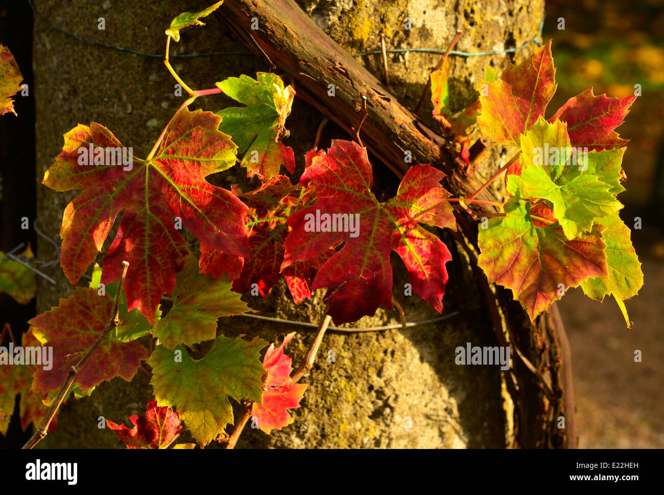 autumn leaves grape vine Stock Photo Alamy