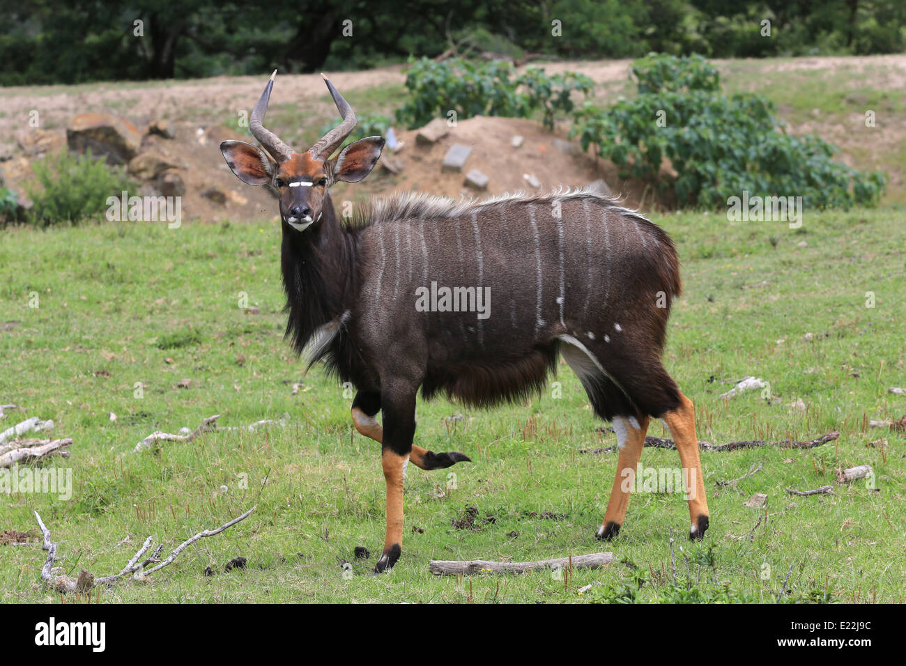 Male nyala standing on grassy field at the Mpongo Private Game Reserve, 25 km northwest of East London, South Africa. Stock Photo