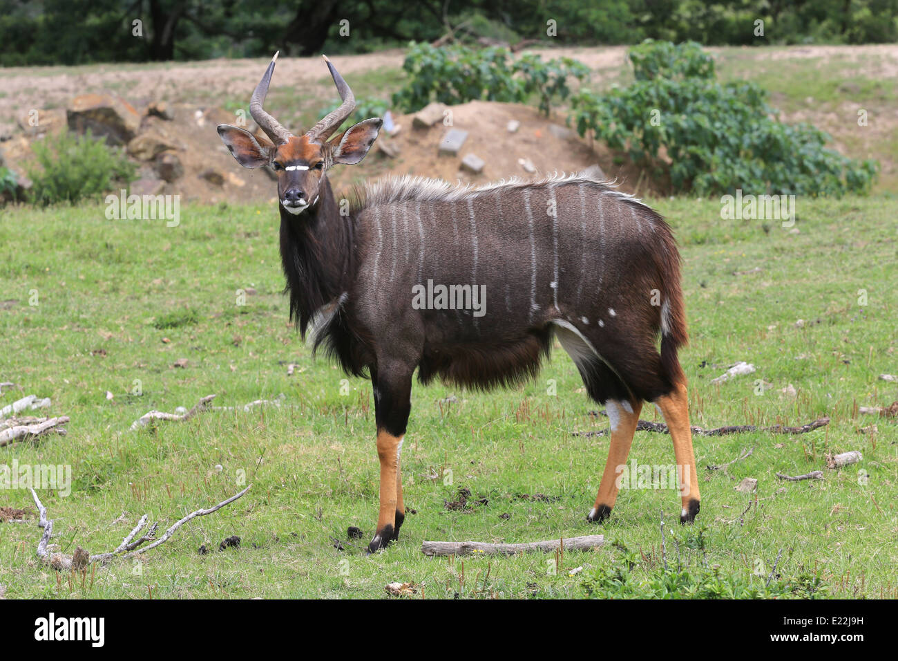 Male nyala standing on grassy field at the Mpongo Private Game Reserve, 25 km northwest of East London, South Africa. Stock Photo