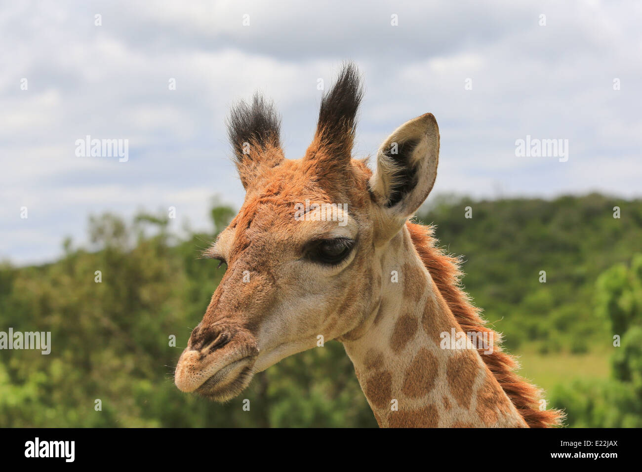 Giraffe close-up on the Mpongo Private Game Reserve, 25 km northwest of East London, South Africa. Stock Photo