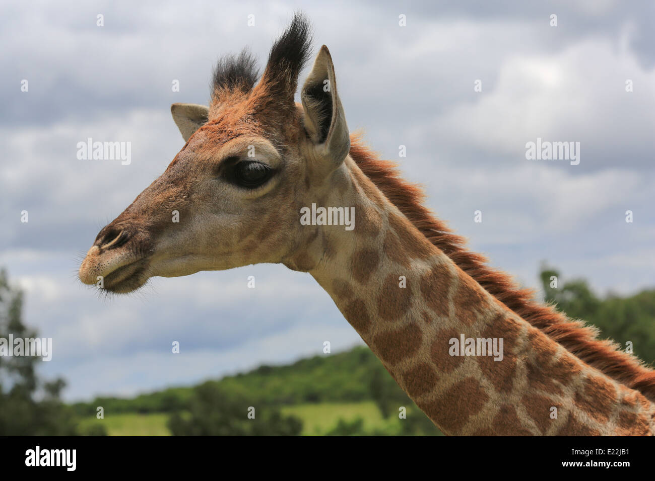 Giraffe, close-up of head and neck, on the Mpongo Private Game Reserve, 25 km northwest of East London, South Africa. Stock Photo