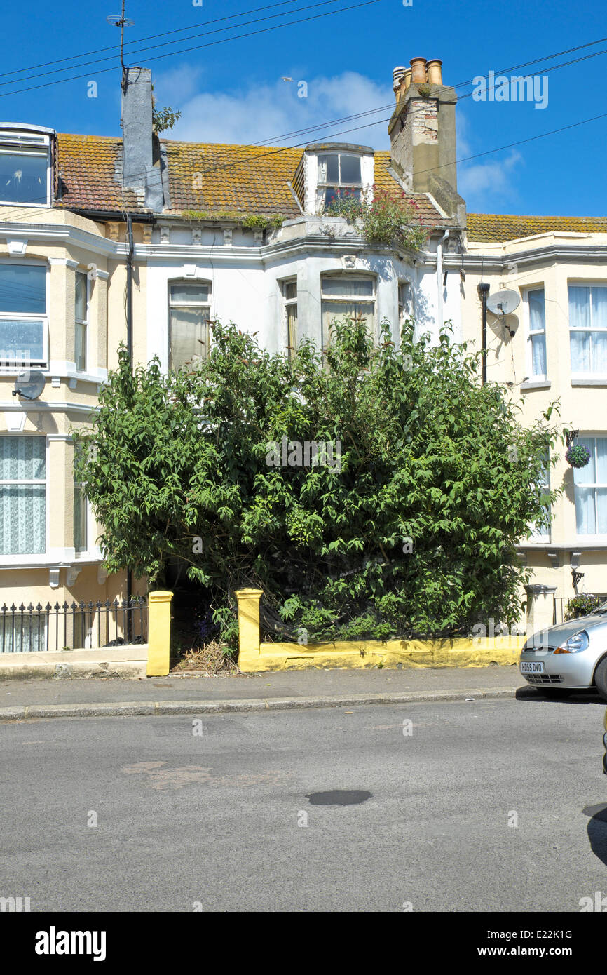 Derelict overgrown house with tree covering entire front of a terrace house in street in Hastings UK Stock Photo