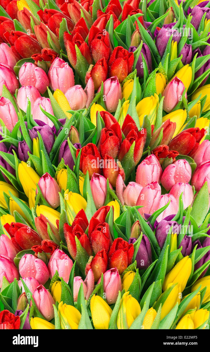 bouquet of multicolor tulips. fresh spring flowers with water drops ...