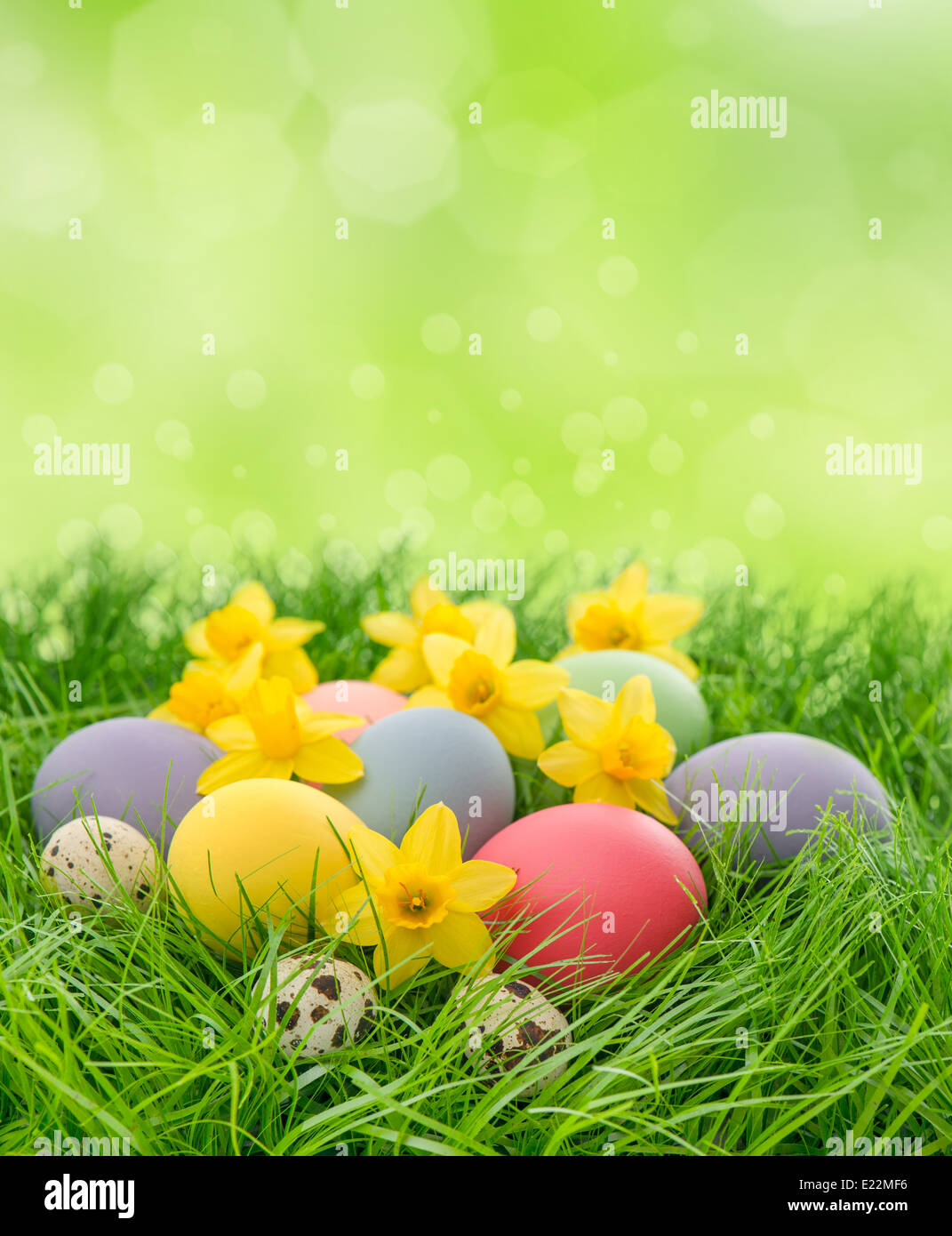 easter eggs and daffodils flowers in grass over green blurred background Stock Photo