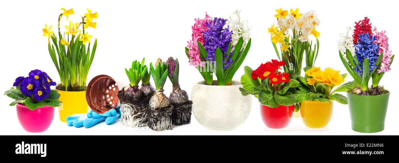 spring flowers hyacinth, narcissus and primroses in pot isolated on white background. seasonal gardening concept Stock Photo