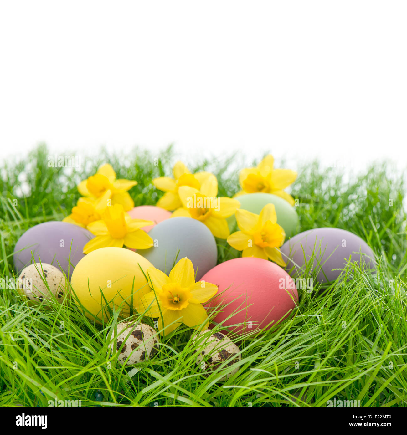easter eggs and narcissus flowers in green grass over white background ...