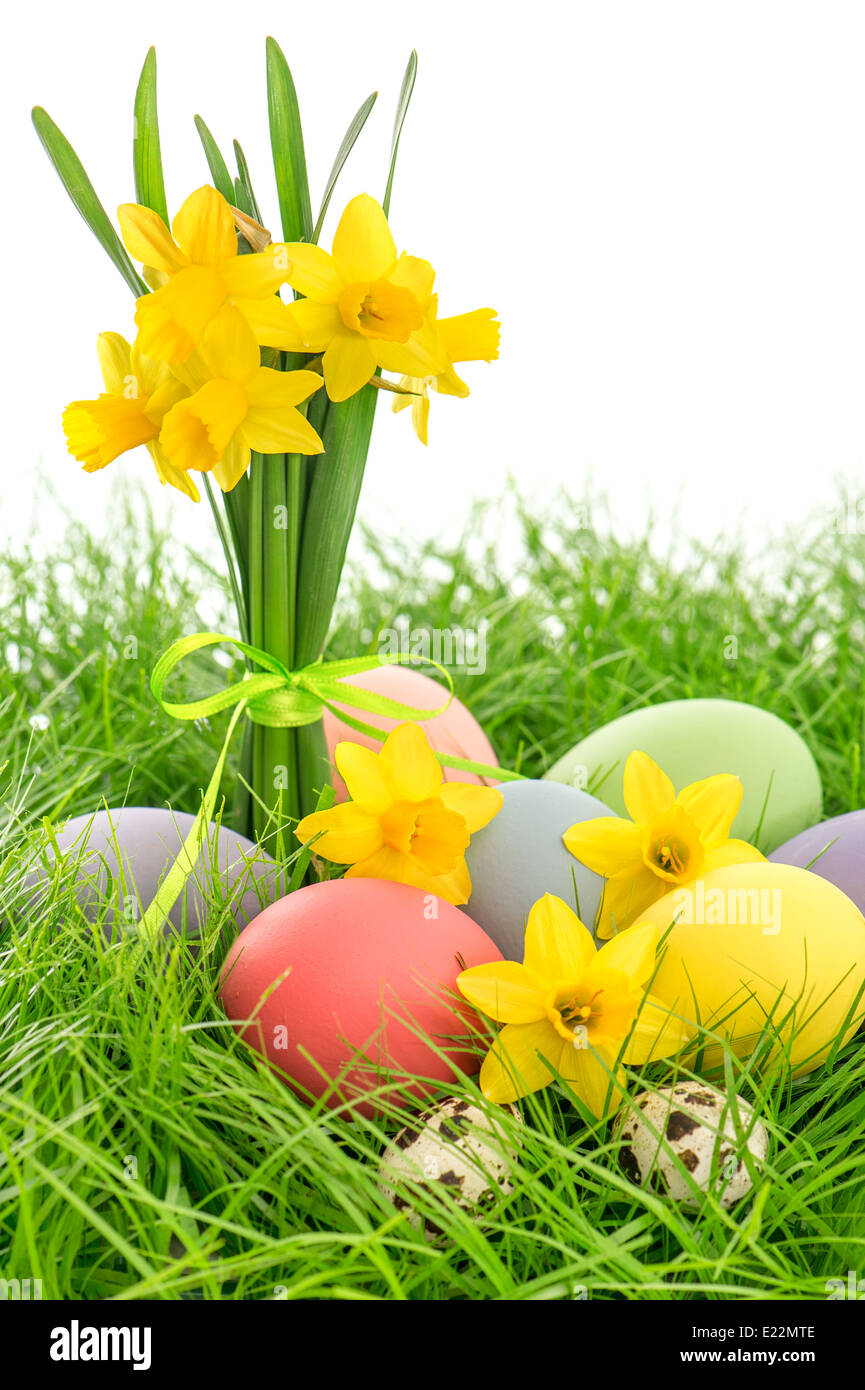 easter eggs and daffodils flowers in green grass over white background Stock Photo