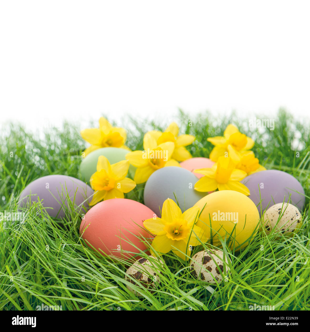 easter eggs and daffodils flowers in green grass over white background with space for your text Stock Photo