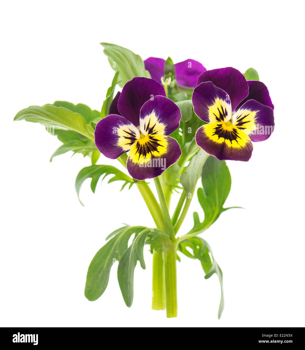 closeup of pansy isolated on white background. violet and yellow spring flowers Stock Photo