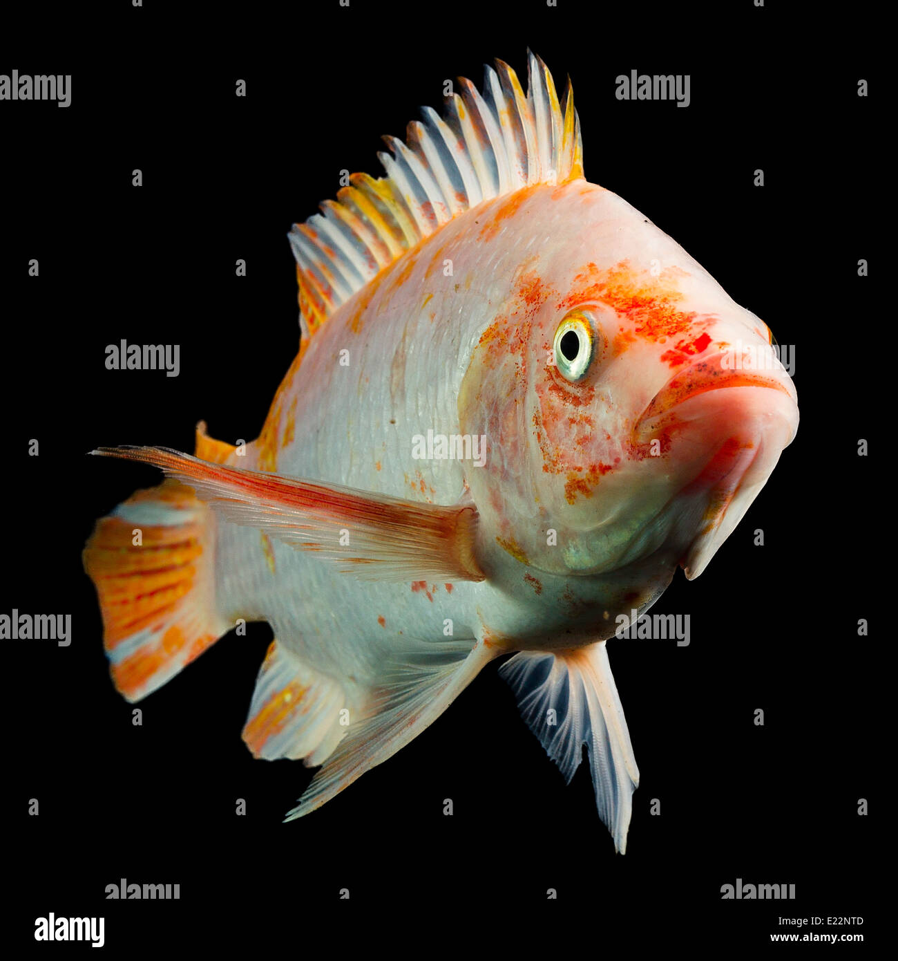 High Quality Shot Of Red Tilapia Fish Underwater Studio Aquarium Shot Isolated On Black Stock