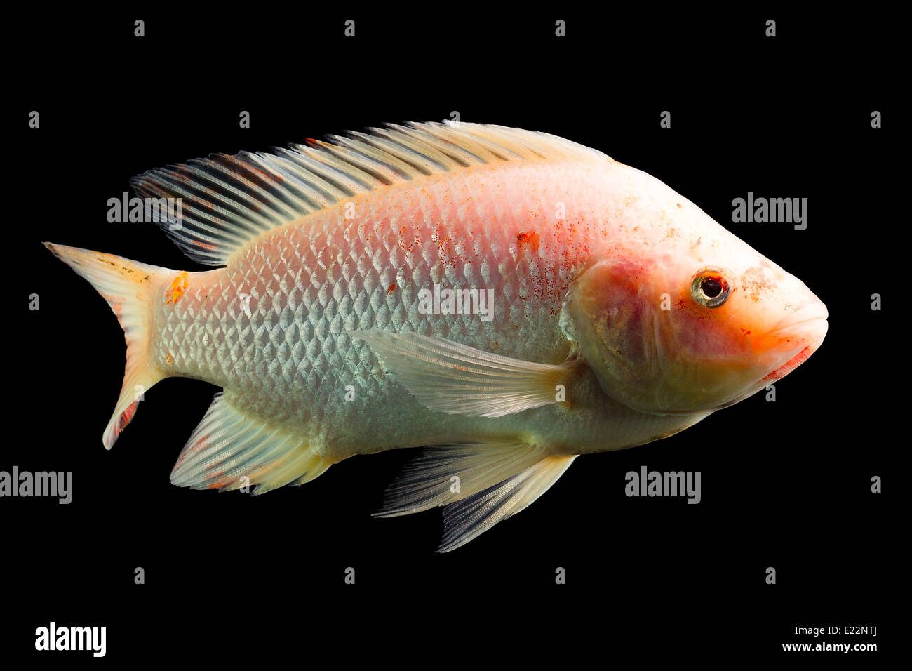 High Quality Shot Of Red Tilapia Fish Underwater Studio Aquarium Shot Isolated On Black Stock