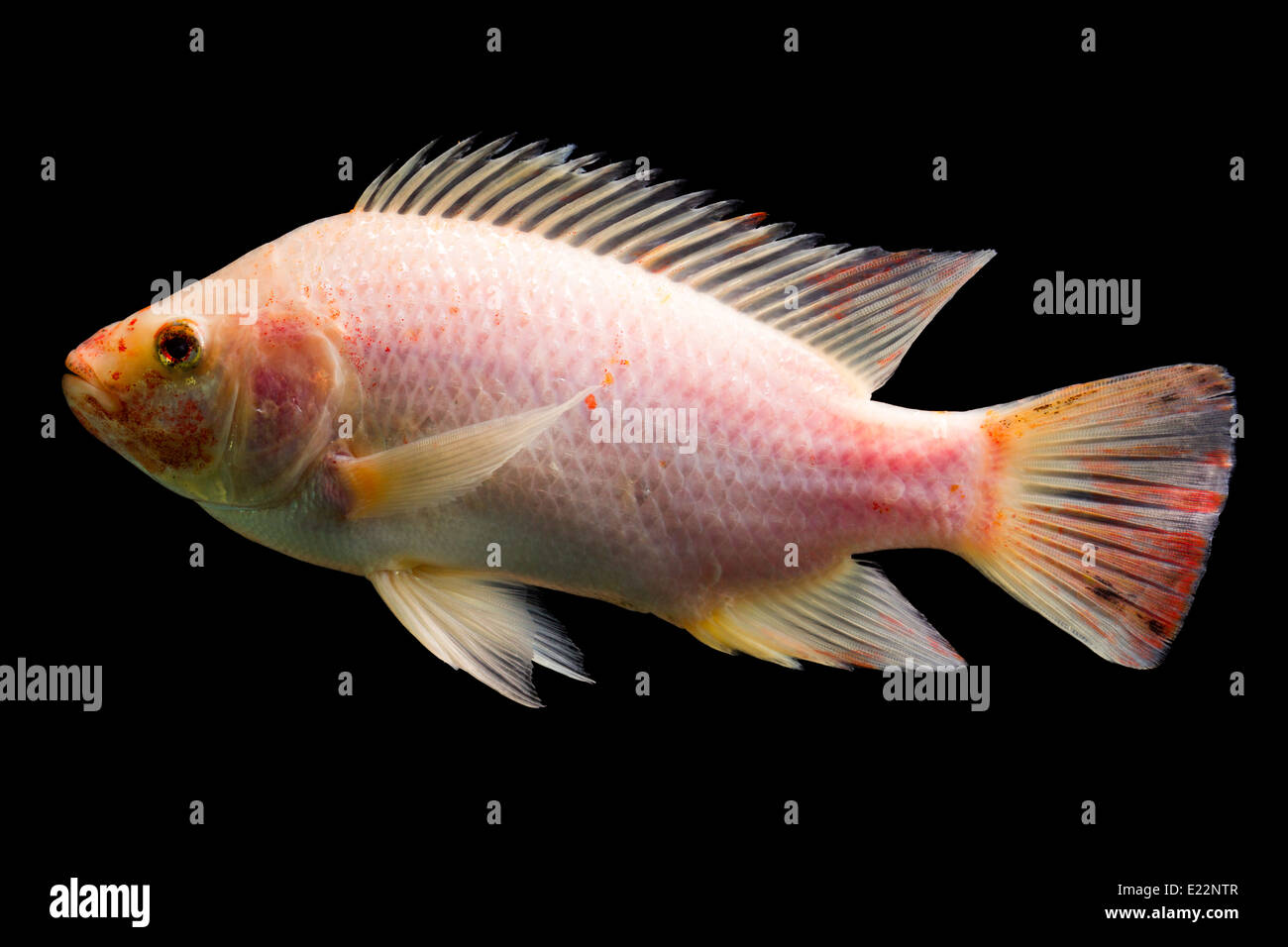 High Quality Shot Of Red Tilapia Fish Underwater Studio Aquarium Shot Isolated On Black Stock