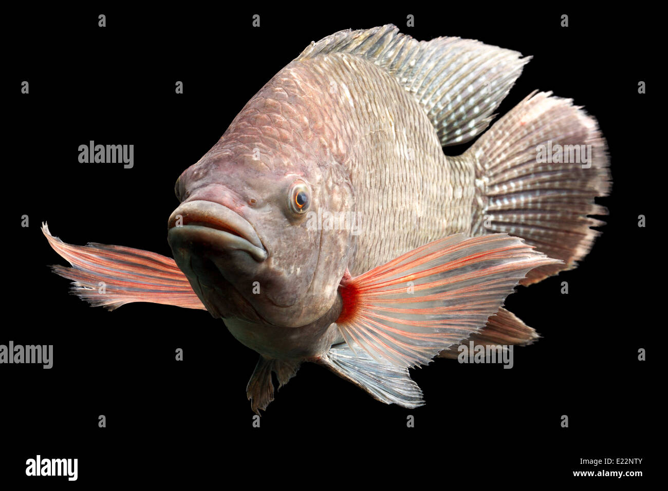 High Quality Shot Of A Large Tilapia Fish About Five Pounds Stock Photo Alamy