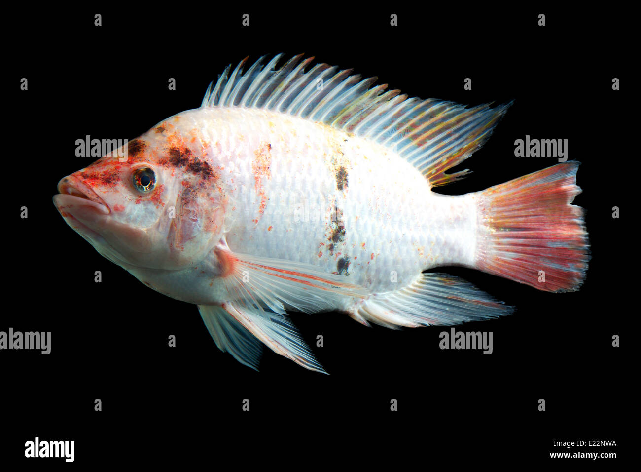 Tilapia Species Stock Photos & Tilapia Species Stock Images Alamy