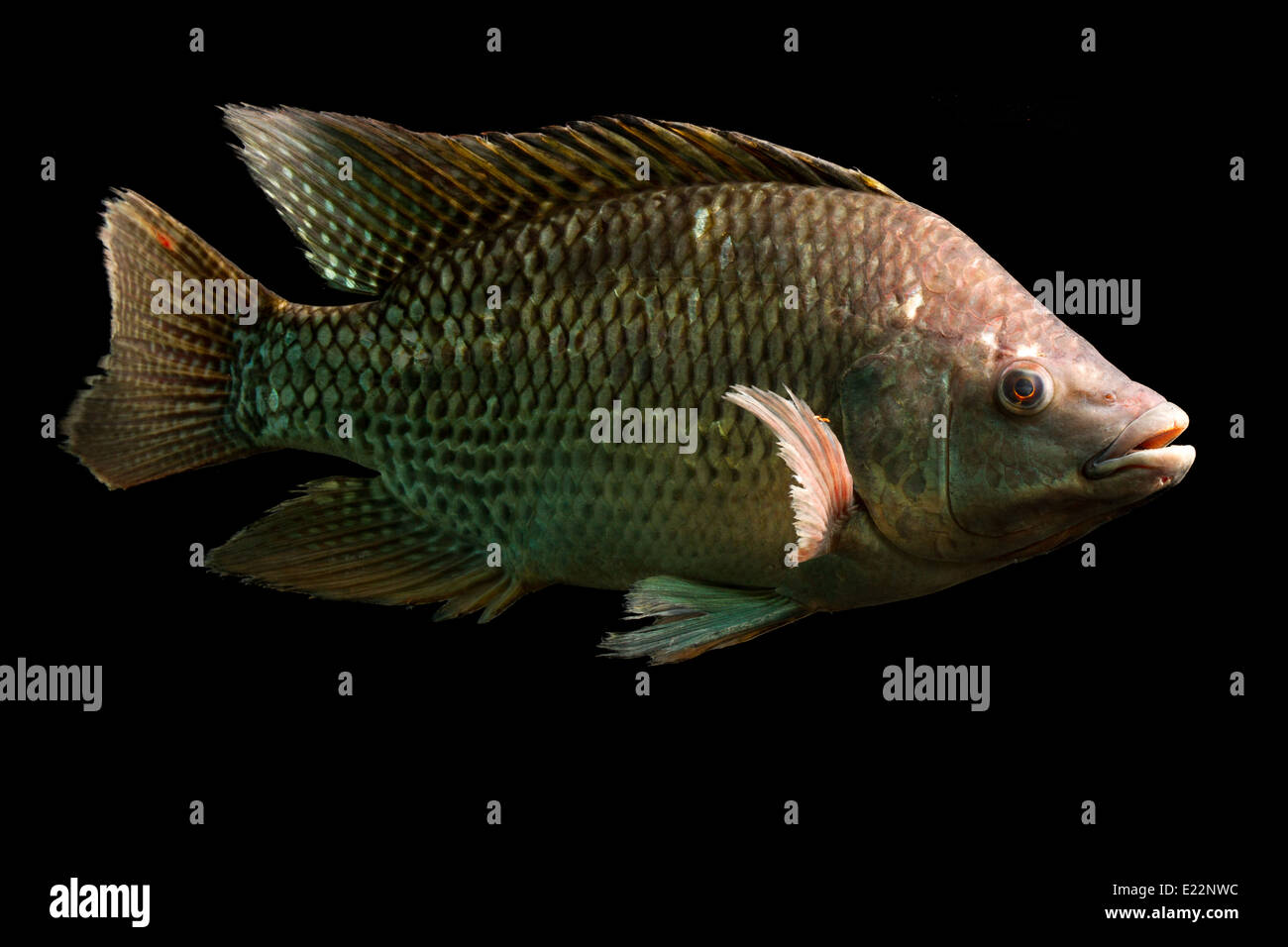 Tilapia species hires stock photography and images Alamy