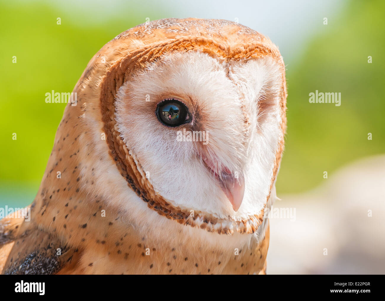 Barn Owl closeup headshot looking right. Stock Photo