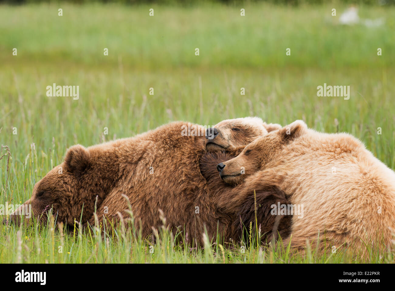 An Alaska Brown bear sow and cubs napping in sedge grass Stock Photo ...