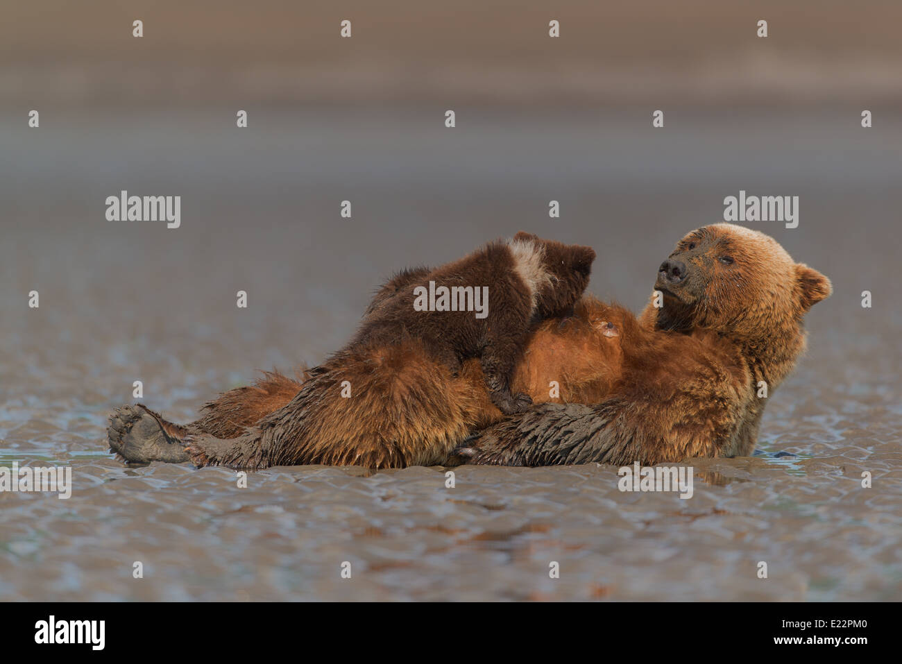 Alaska Brown Bear sow nursing her cubs on tidal flats in Lake Clark National Park. Stock Photo