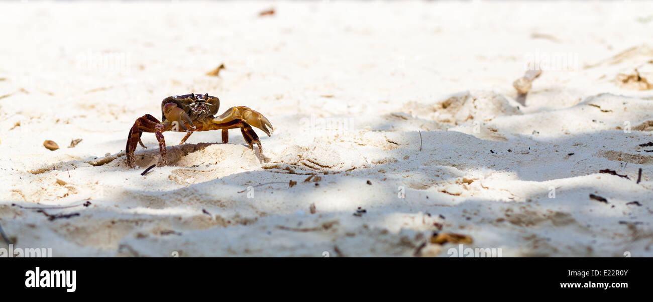 Crab on white sand beach, Tachai island, Similan, Thailand Stock Photo