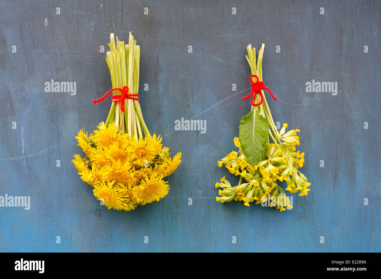 two spring medical healthy flower bunch on blue wall - cowslip and dandelion Stock Photo