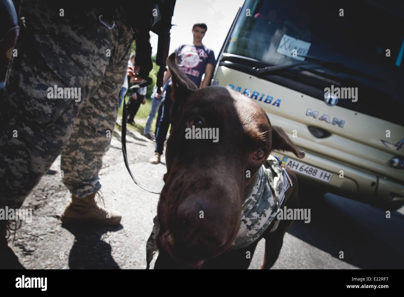 Donbas, Donetsk, Ukraine. 13th June, 2014. Police officer with a dog checks the bus for illigal weapon and explosives near police office in town of Izium(Kharkiv region) © Sergii Kharchenko/NurPhoto/ZUMAPRESS.com/17�Թ����� Live News Stock Photo