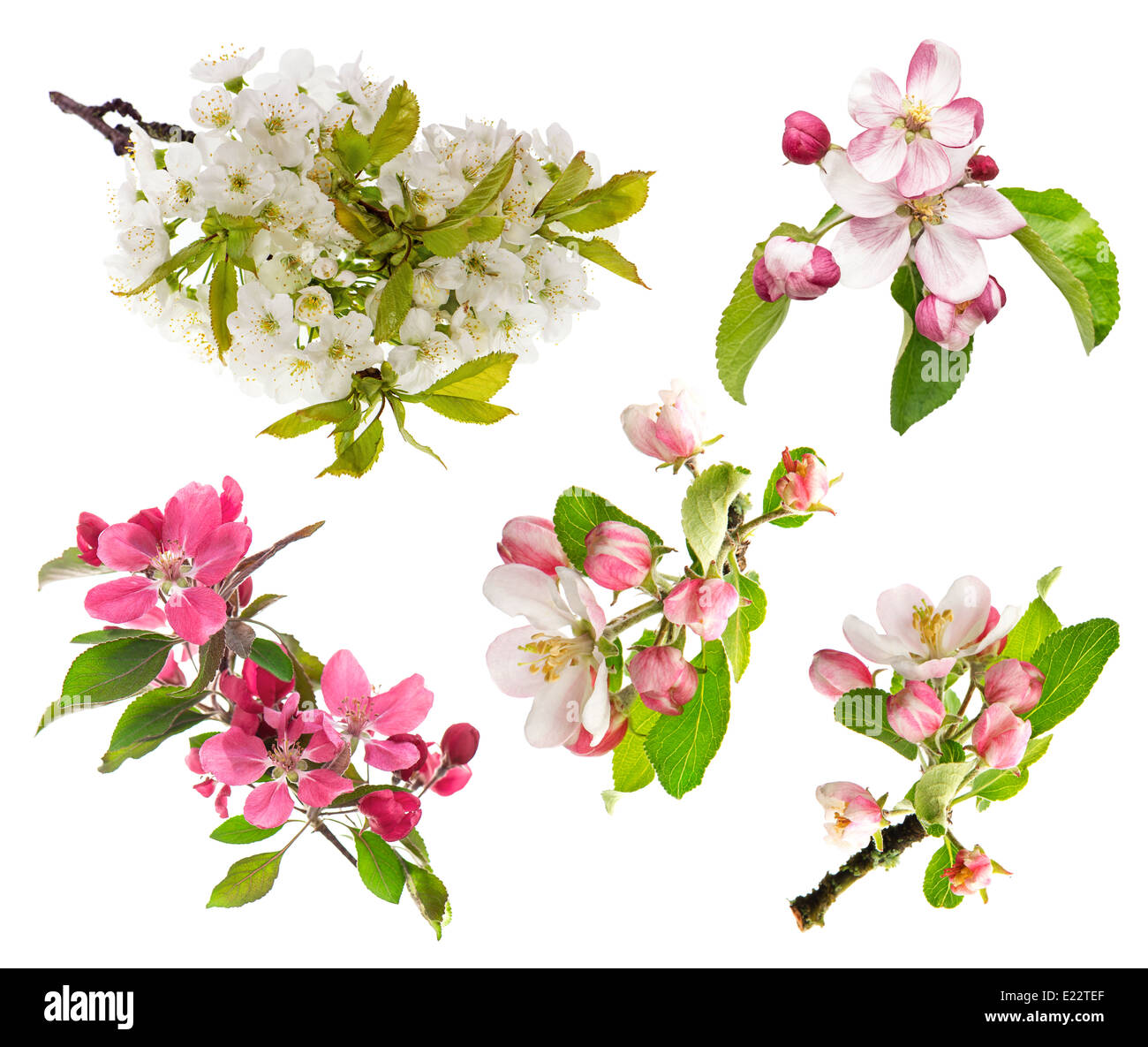 spring flowers isolated on white background. blossoms of apple tree, cherry twig Stock Photo