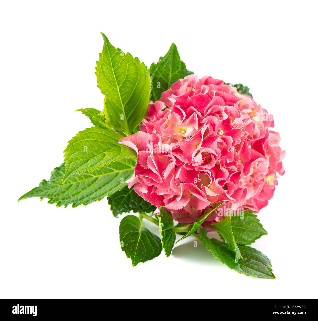 Pink cluster flower bush Cut Out Stock Images Pictures Alamy