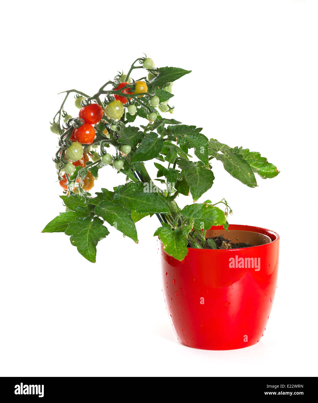 Tomato plant pot hi-res stock photography and images - Alamy