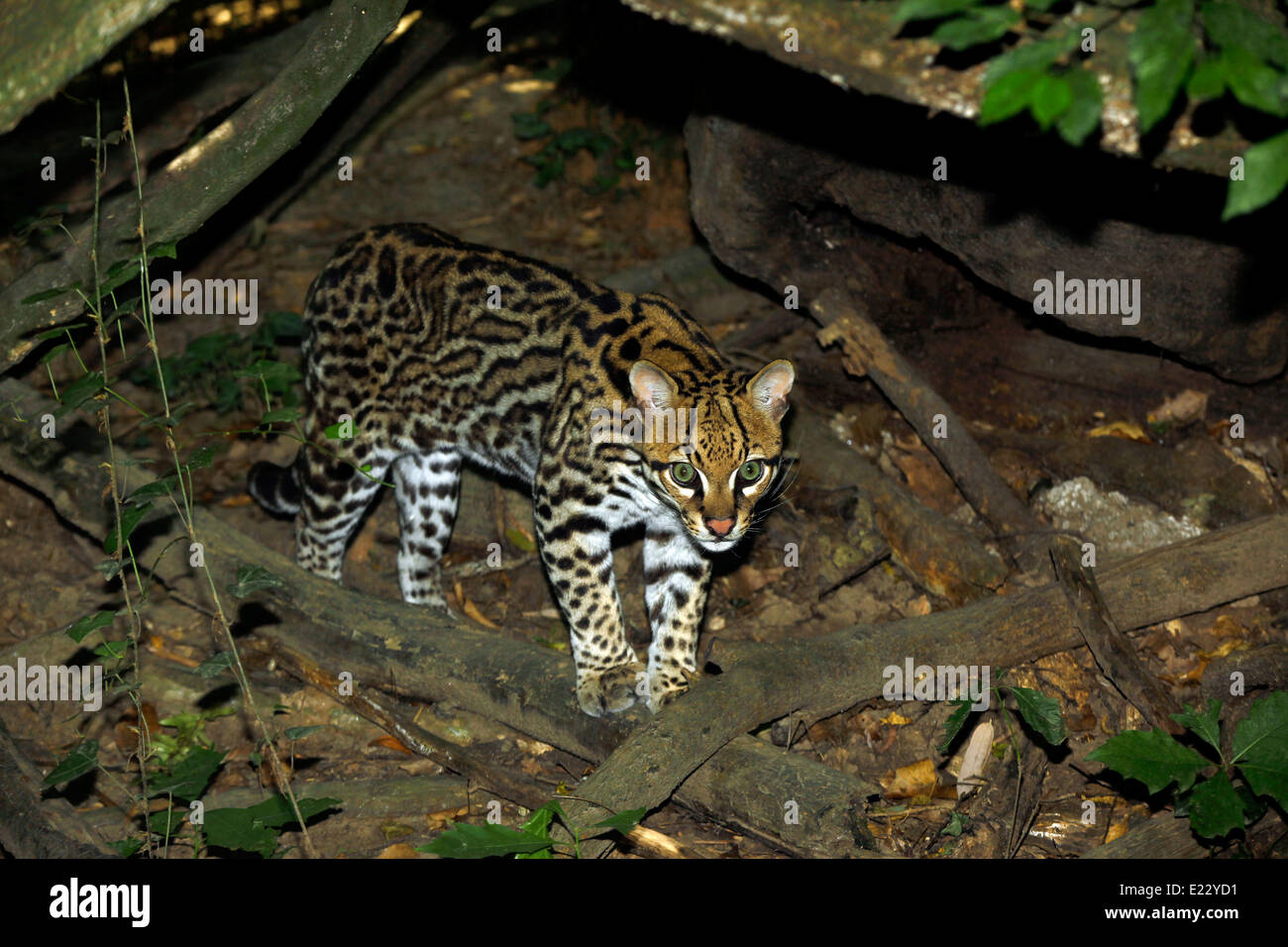 Ocelot (Leopardus pardalis) that comes out of forest Stock Photo