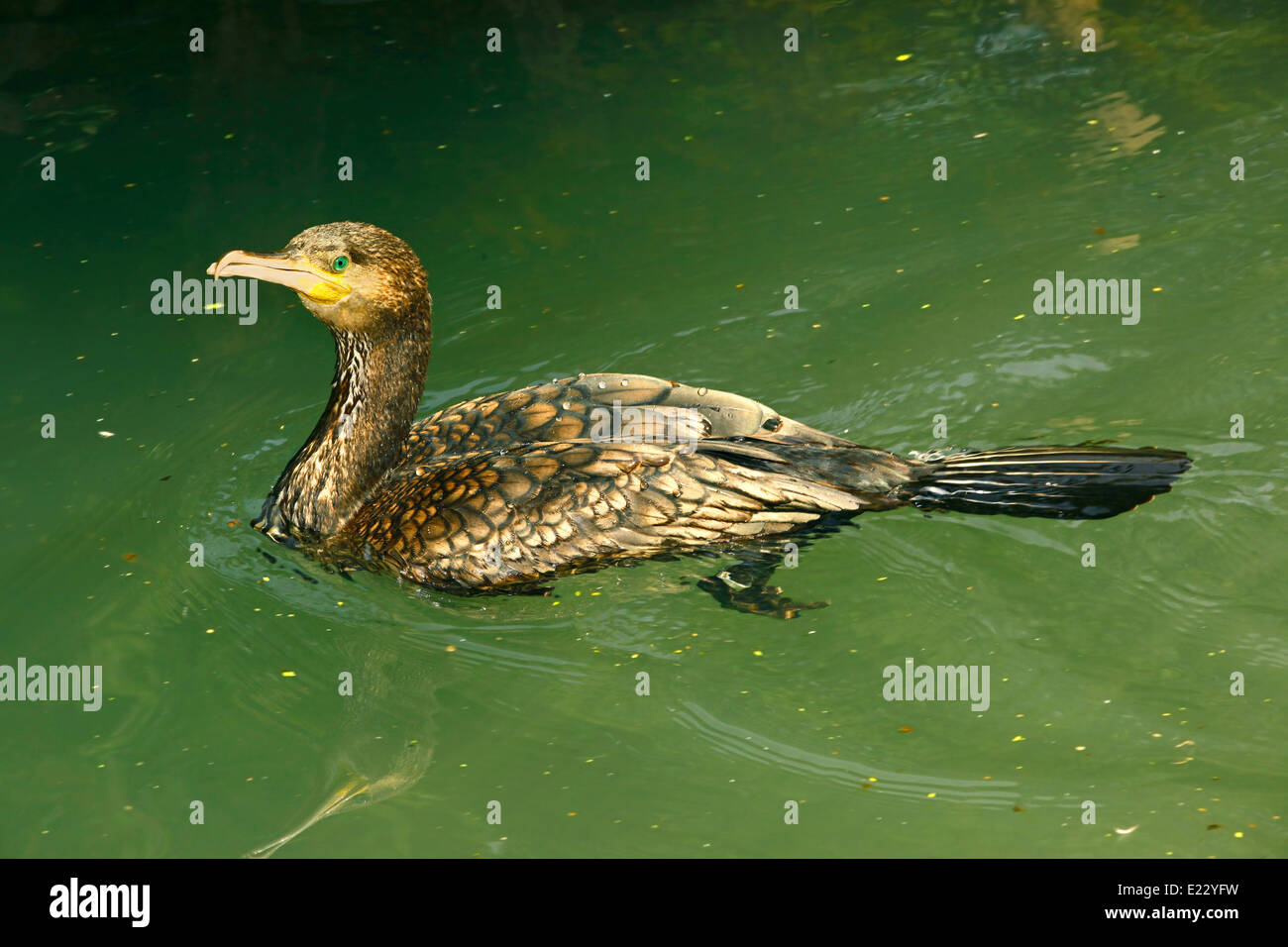 European Great Cormorant (Phalacrocorax carbo carbo) with water droplets Stock Photo