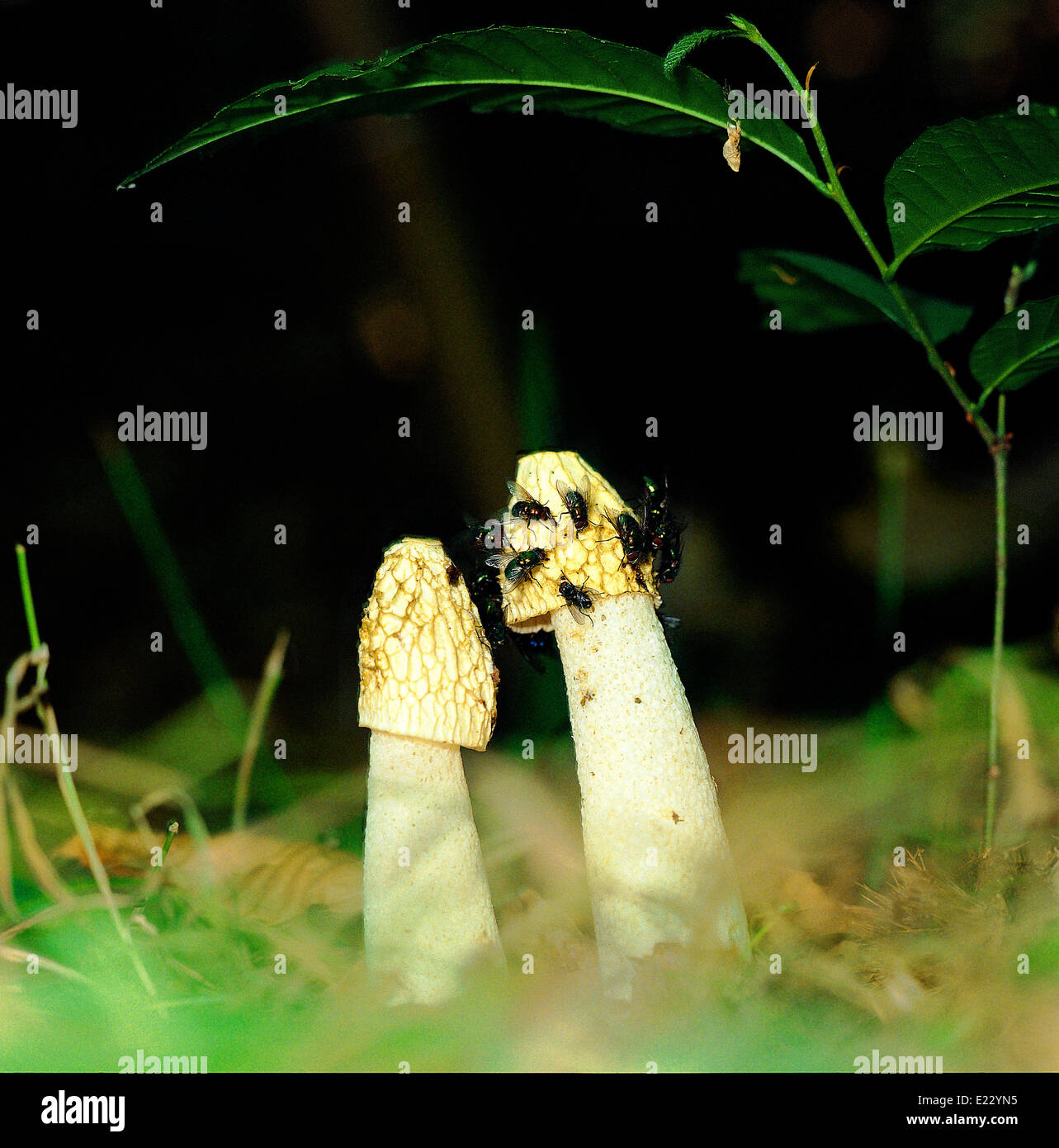 Common stinkhorn (Phallus impudicus) mushroom  with Blowflies on the cap or pileo Stock Photo