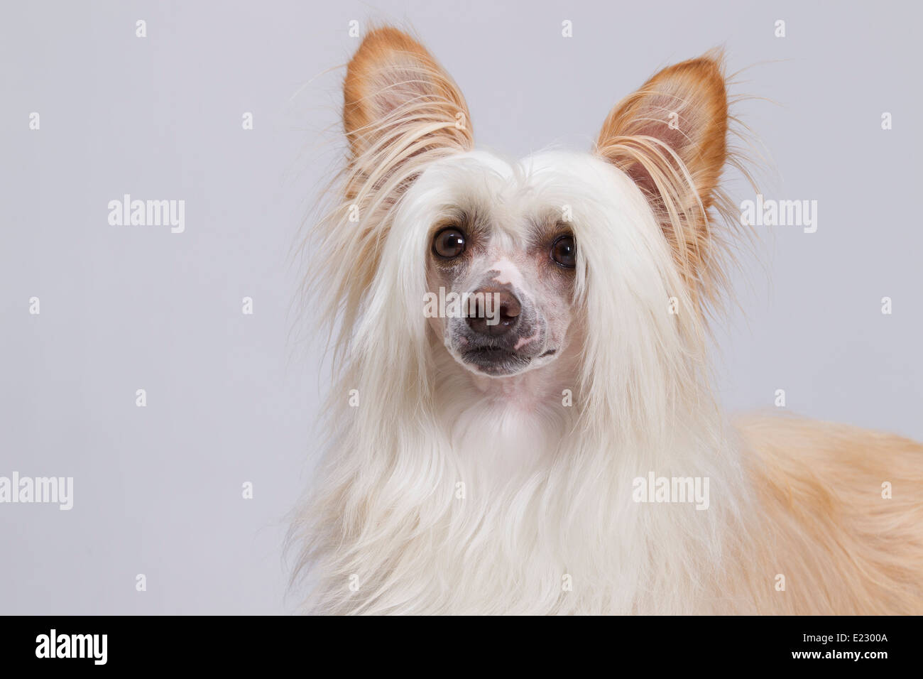 What Is The Difference Between Powderpuff And Chinese Crested