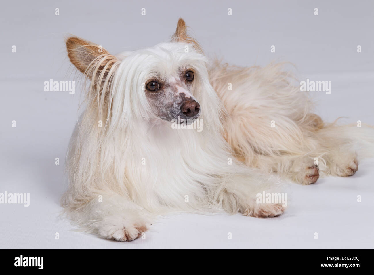 Chinese crested dog hi-res stock photography and images - Page 16 - Alamy