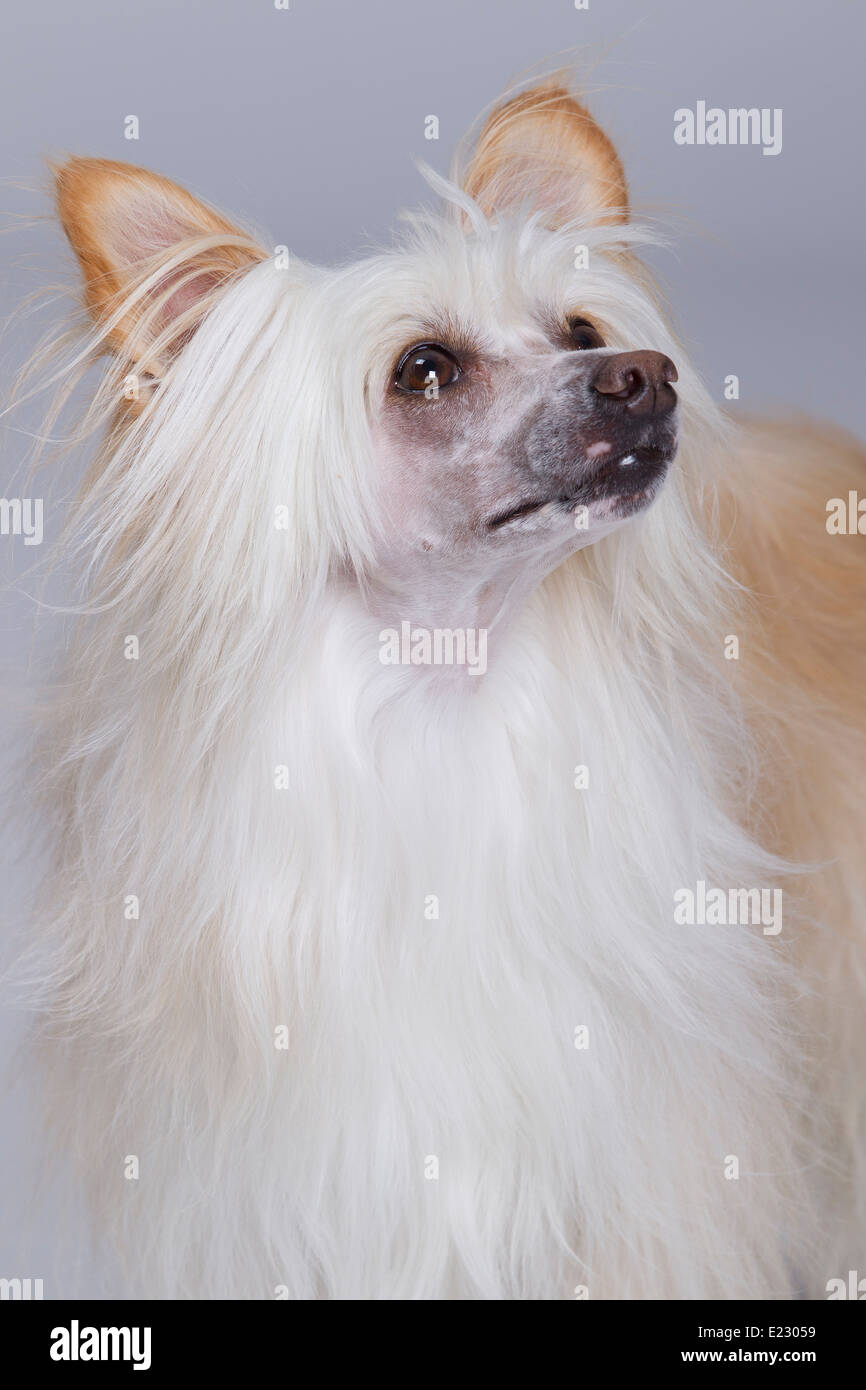 Chinese crested powder puff hires stock photography and images Alamy