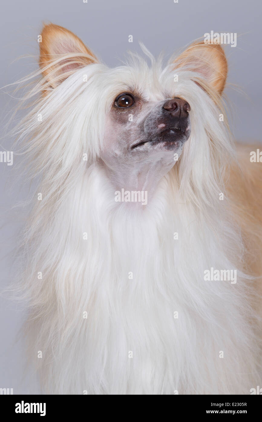 Chinese crested powder puff hires stock photography and images Alamy
