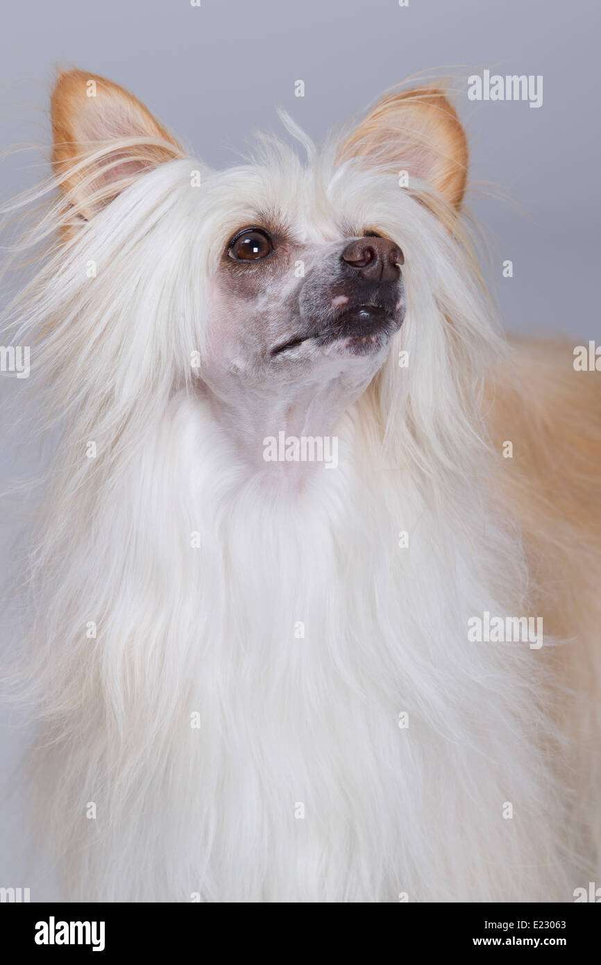 Konishiki Big Bopper a Chinese Crested Powder Puff Stock Photo Alamy