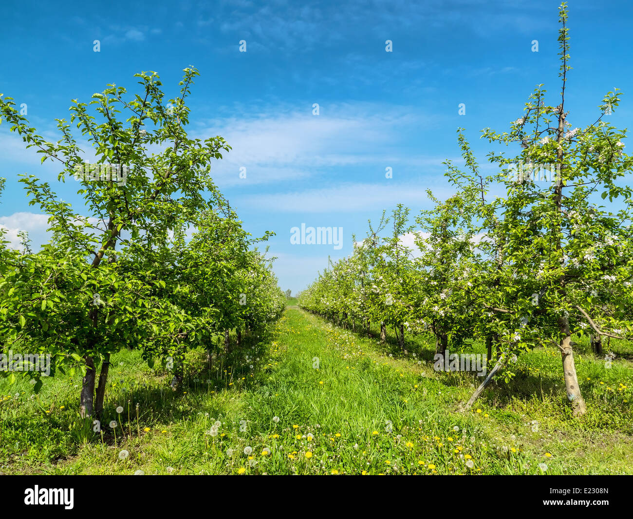 Apple tree orchard in spring time Stock Photo
