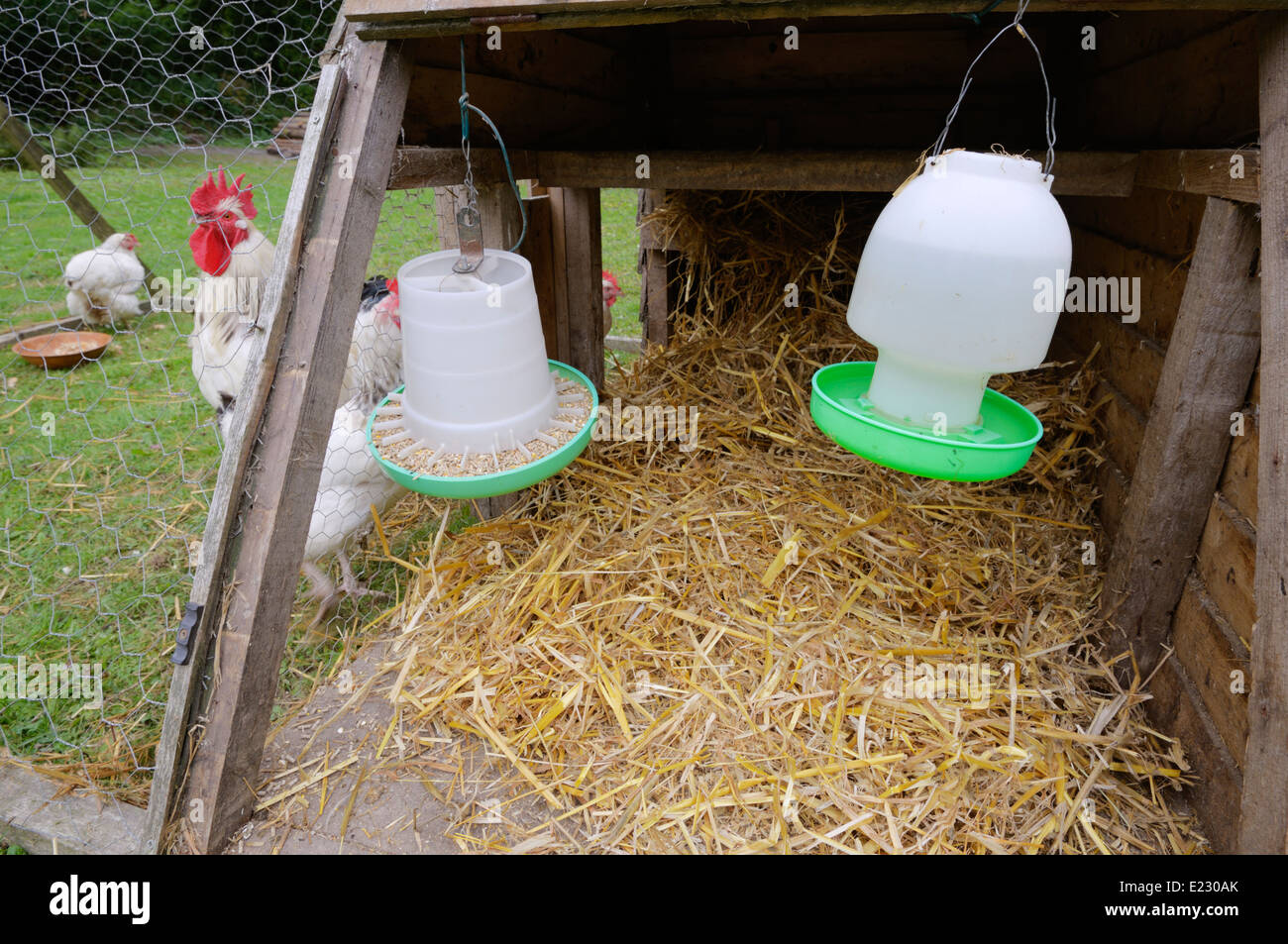 Plastic feeder and drinker hanging in a moveable hen coop or fold unit, Wales, UK Stock Photo