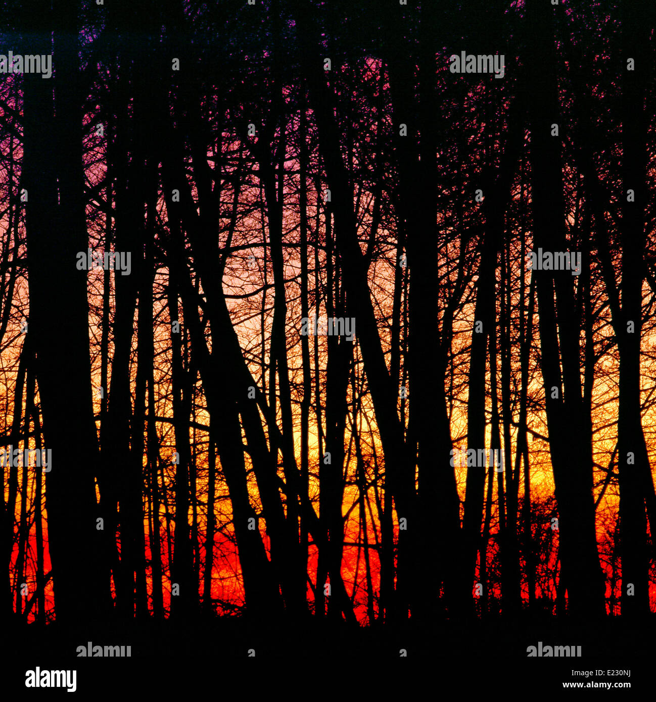 Woods of Alders (Alnus glutinosa) backlight at sunset Stock Photo