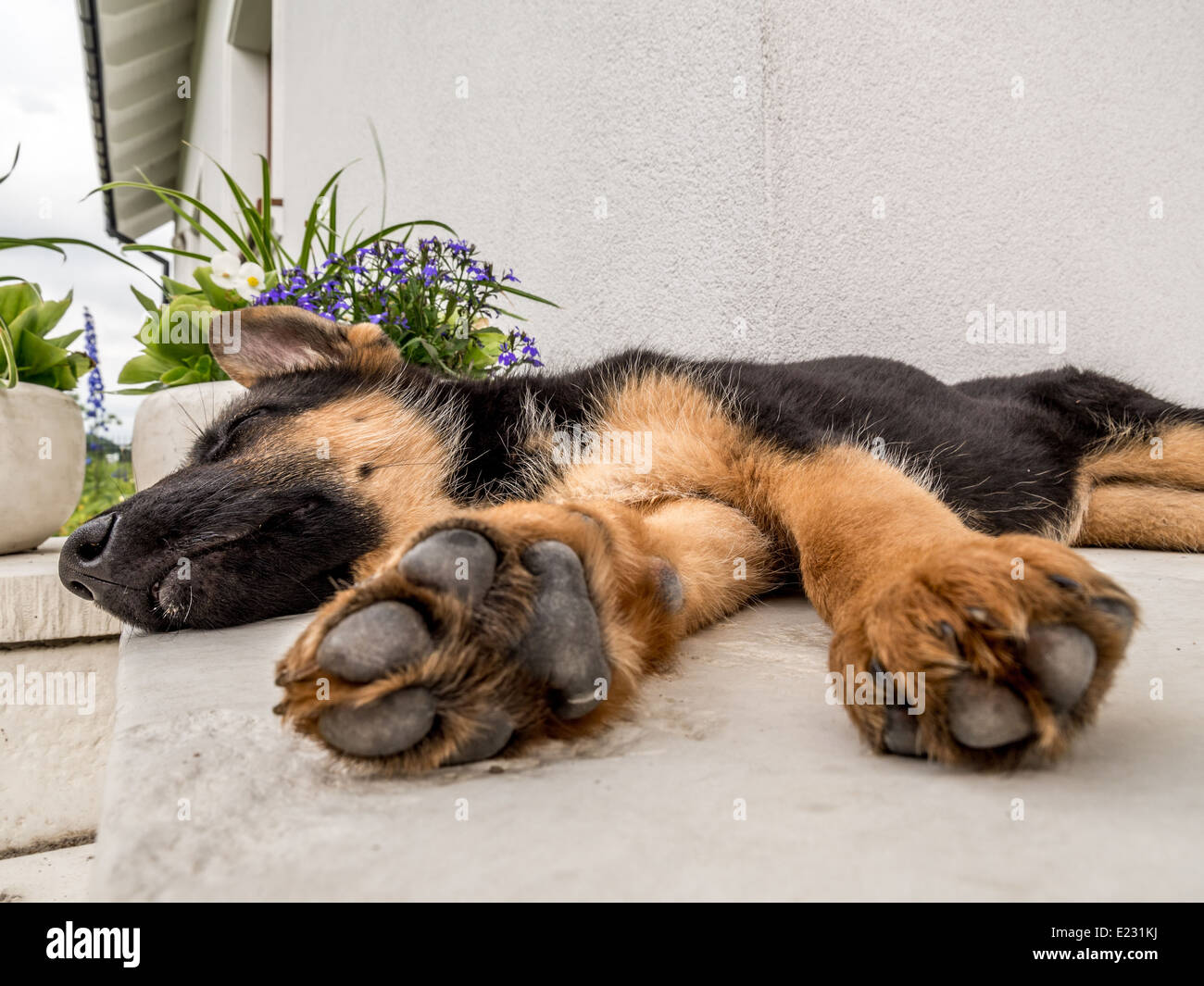 German shephard puppy blithely sleeping outside on the house porch Stock Photo