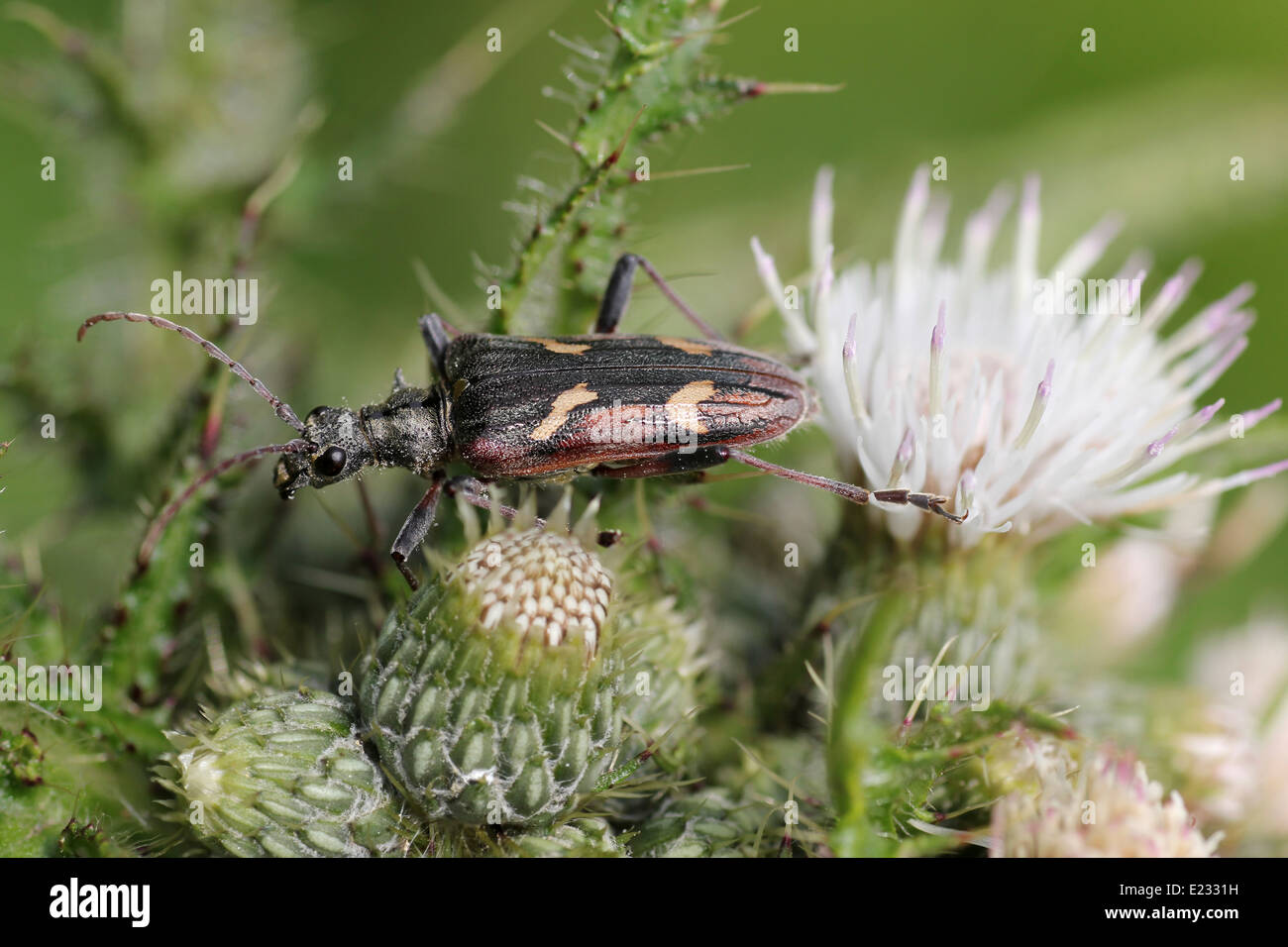 Two-banded Longhorn Beetle Rhagium bifasciatum Stock Photo