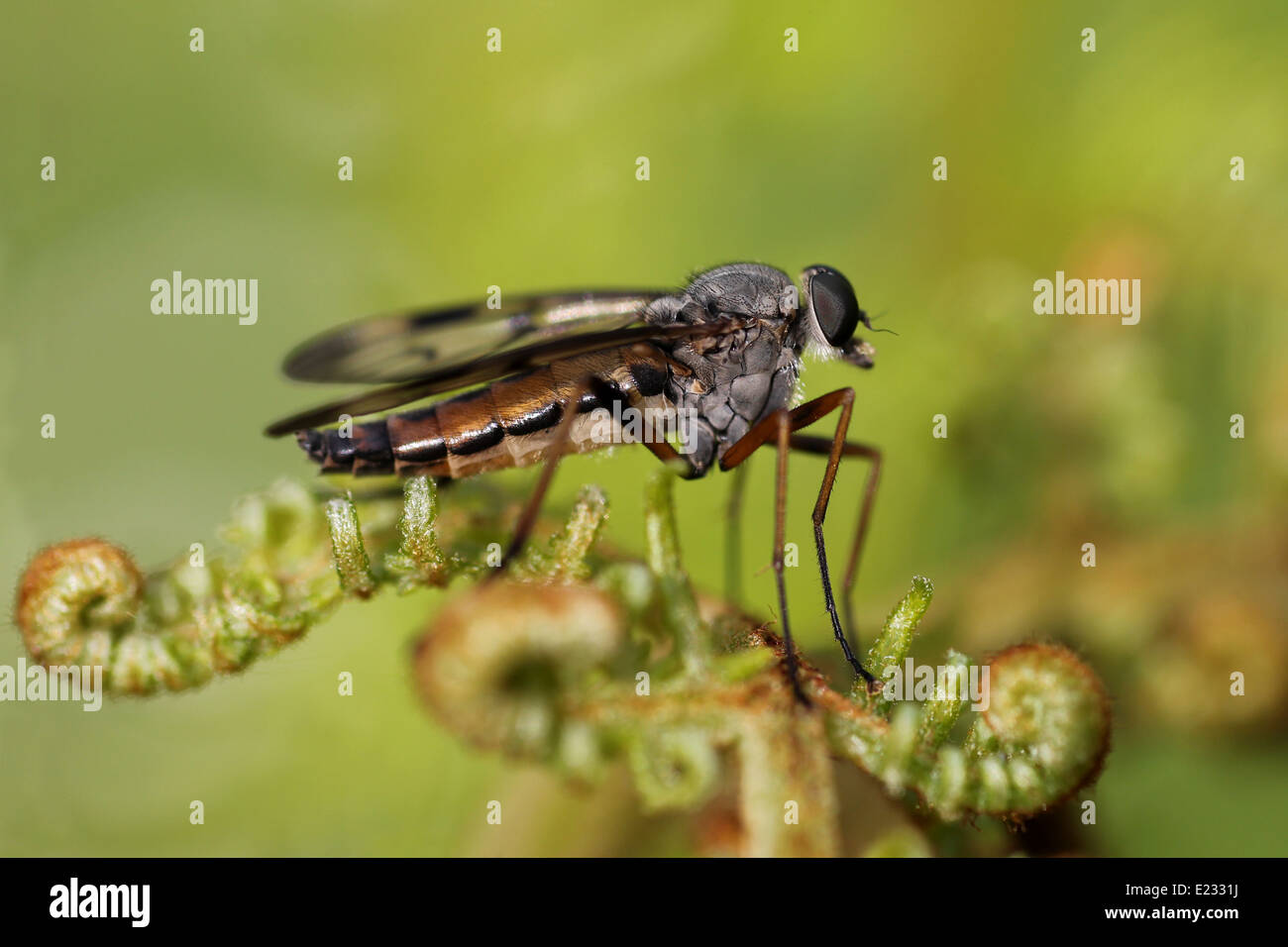 Snipe Fly Rhagio Sp Stock Photo Alamy