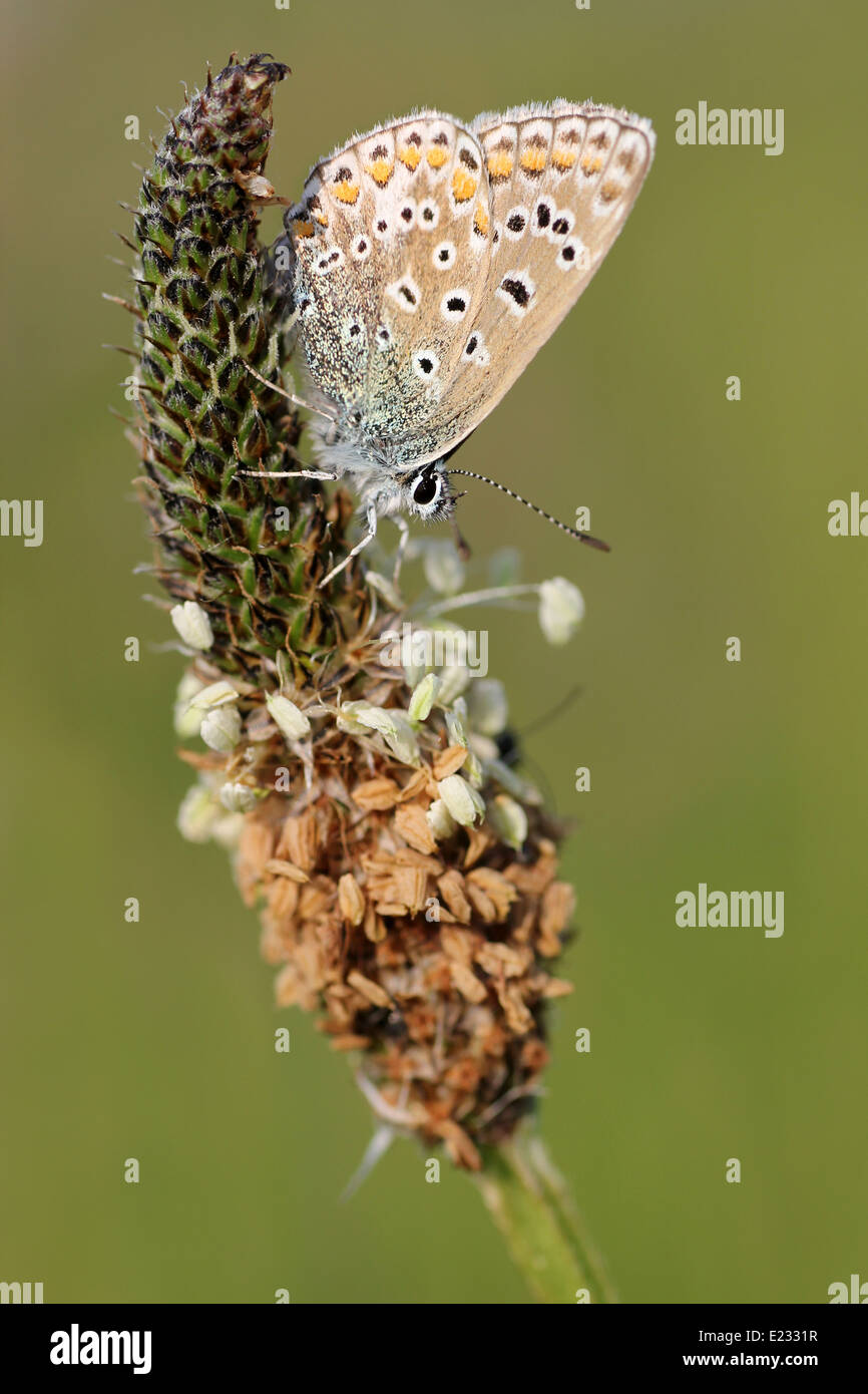 Common Blue Polyommatus icarus Stock Photo