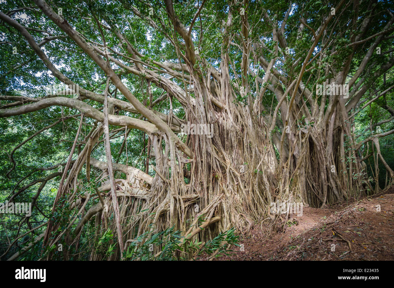 Tropical rainforest fauna hi-res stock photography and images - Alamy