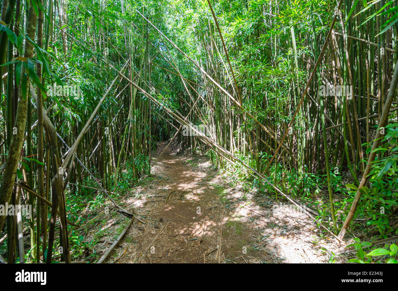 Hawaii Oahu Island Rainforest High Resolution Stock Photography and ...