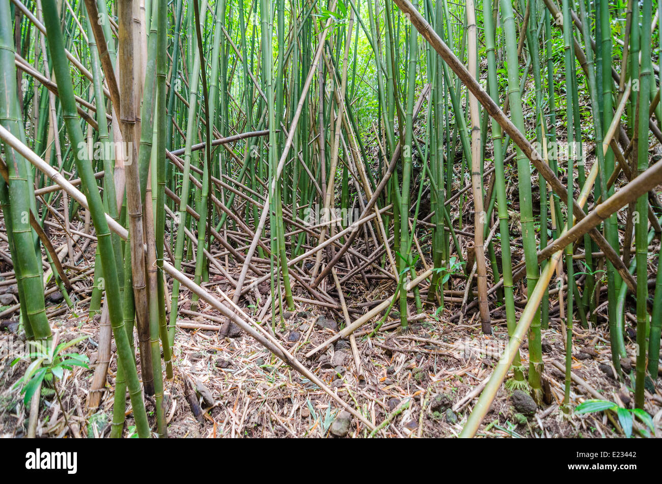 Bamboo in the Hawaiian Rainforests on Oahu Stock Photo Alamy